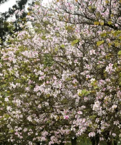 White Orchid Tree Seeds - Bauhinia Alba Butterfly Flower Tree Hummingbird Seeds - Image 3