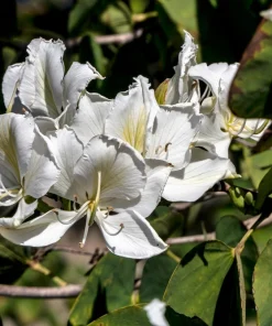 White Orchid Tree Seeds - Bauhinia Alba Butterfly Flower Tree Hummingbird Seeds - Image 4