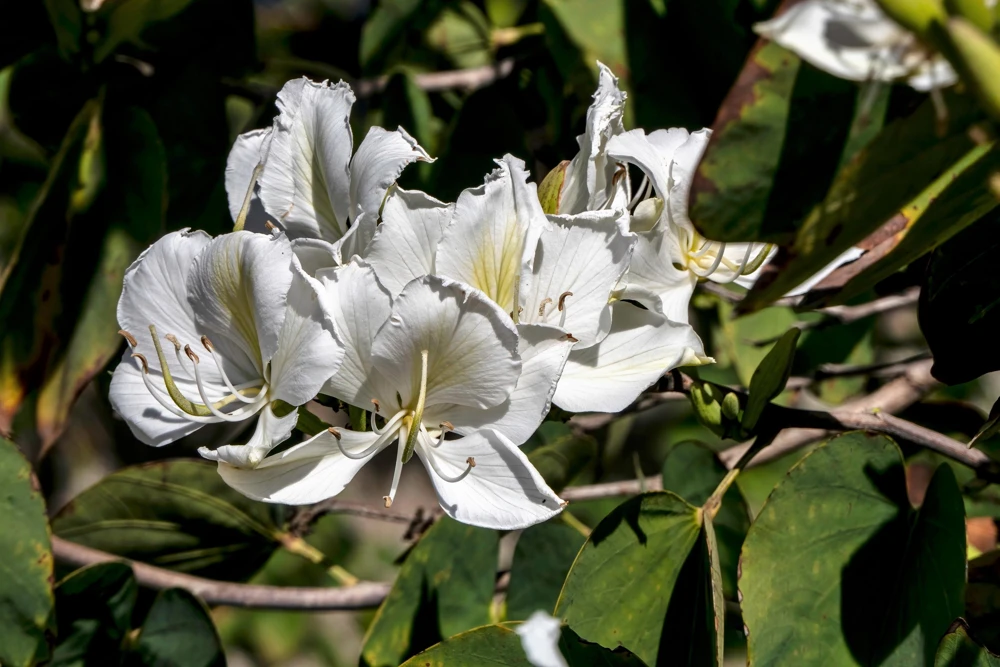 White Orchid Tree Seeds - Bauhinia Alba Butterfly Flower Tree Hummingbird Seeds - Image 4