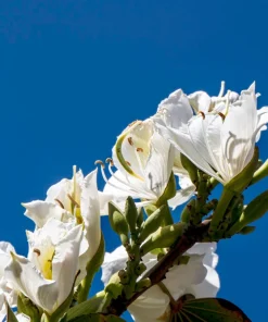 White Orchid Tree Seeds - Bauhinia Alba Butterfly Flower Tree Hummingbird Seeds - Image 5