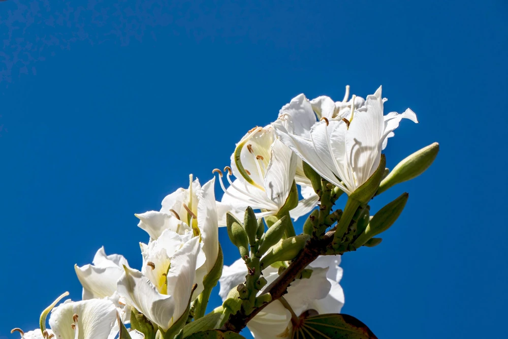 White Orchid Tree Seeds - Bauhinia Alba Butterfly Flower Tree Hummingbird Seeds - Image 5