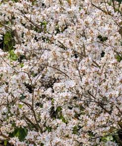 White Orchid Tree Seeds - Bauhinia Alba Butterfly Flower Tree Hummingbird Seeds - Image 6