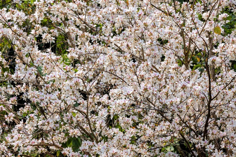 White Orchid Tree Seeds - Bauhinia Alba Butterfly Flower Tree Hummingbird Seeds - Image 6