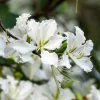 White Orchid Tree Seeds - Bauhinia Alba Butterfly Flower Tree Hummingbird Seeds - Image 1