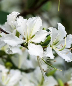 White Orchid Tree Seeds - Bauhinia Alba Butterfly Flower Tree Hummingbird Seeds - Image 1