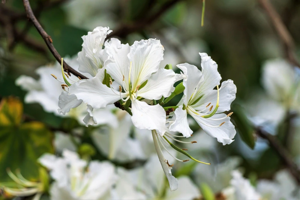 White Orchid Tree Seeds - Bauhinia Alba Butterfly Flower Tree Hummingbird Seeds - Image 1