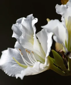White Orchid Tree Seeds - Bauhinia Alba Butterfly Flower Tree Hummingbird Seeds - Image 8