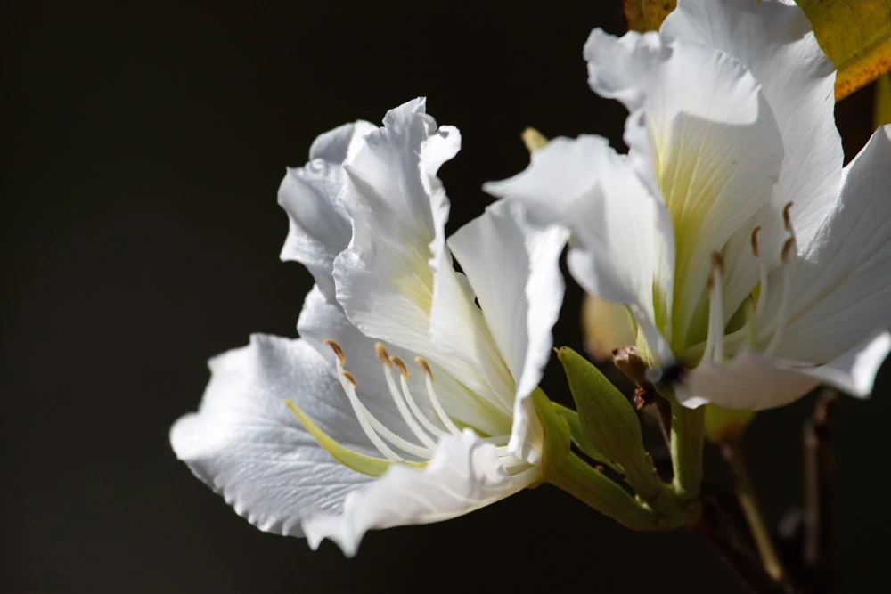White Orchid Tree Seeds - Bauhinia Alba Butterfly Flower Tree Hummingbird Seeds - Image 8