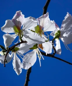 White Orchid Tree Seeds - Bauhinia Alba Butterfly Flower Tree Hummingbird Seeds - Image 9