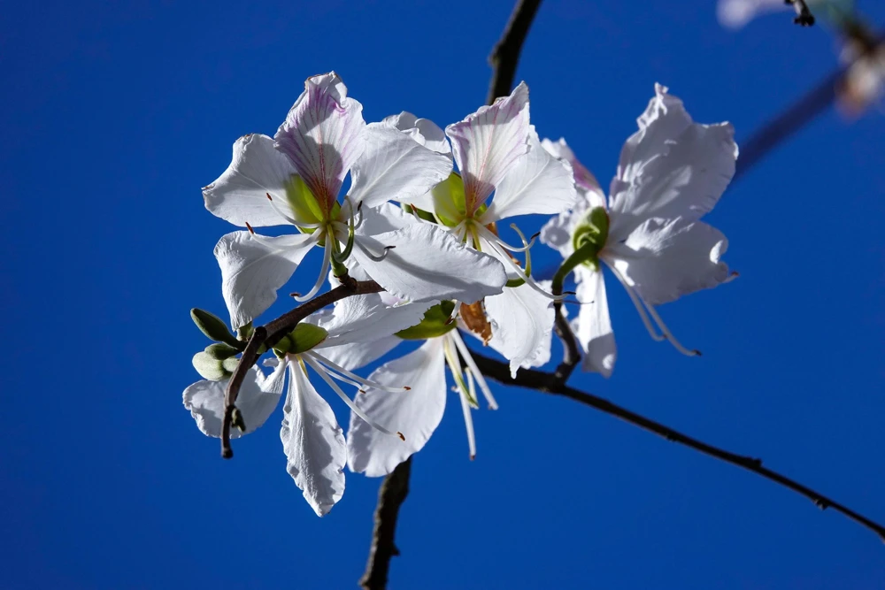 White Orchid Tree Seeds - Bauhinia Alba Butterfly Flower Tree Hummingbird Seeds - Image 9