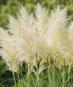 White Pampas Grass Live Plant - Ornamental Grass 4-6 Inch Tall - Image 3