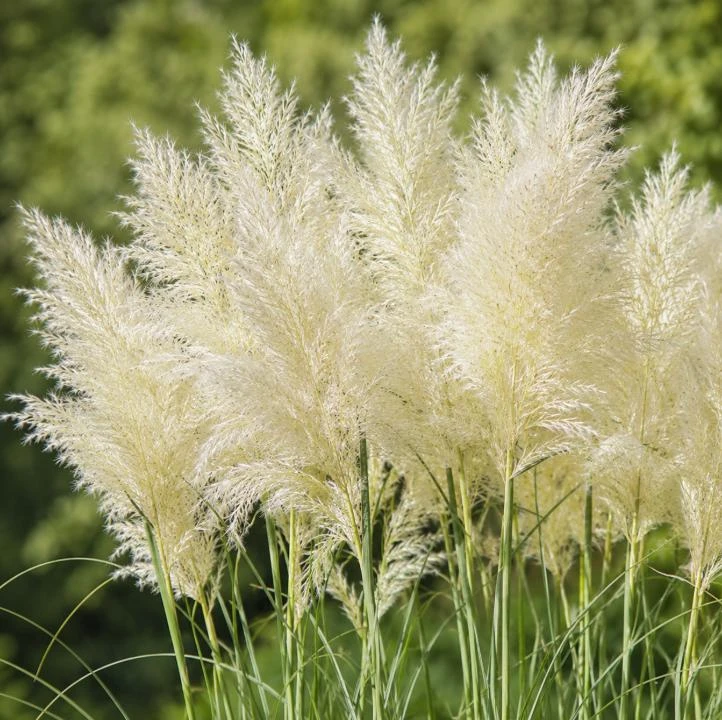 White Pampas Grass Live Plant - Ornamental Grass 4-6 Inch Tall - Image 3