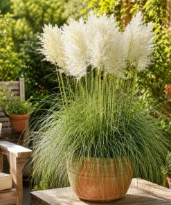 White Pampas Grass Live Plant - Ornamental Grass 4-6 Inch Tall - Image 4