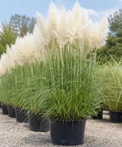 White Pampas Grass Live Plant - Ornamental Grass 4-6 Inch Tall - Image 5