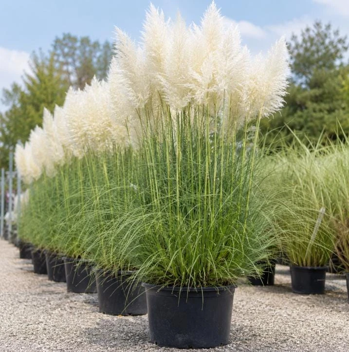 White Pampas Grass Live Plant - Ornamental Grass 4-6 Inch Tall - Image 5