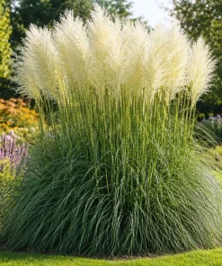 White Pampas Grass Live Plant - Ornamental Grass 4-6 Inch Tall - Image 1