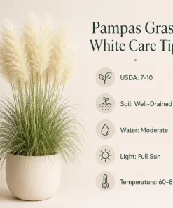 White Pampas Grass Live Plant - Ornamental Grass 4-6 Inch Tall - Image 7