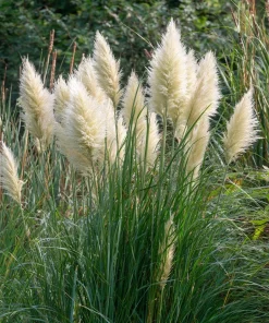 White Pampas Grass Seeds - 100 Seeds, Elegant Plumes, Drought Tolerant - Image 2