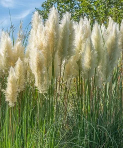 White Pampas Grass Seeds - 100 Seeds, Elegant Plumes, Drought Tolerant - Image 3