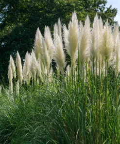 White Pampas Grass Seeds - 100 Seeds, Elegant Plumes, Drought Tolerant - Image 4
