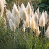 White Pampas Grass Seeds - 100 Seeds, Elegant Plumes, Drought Tolerant - Image 1