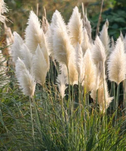 White Pampas Grass Seeds - 100 Seeds, Elegant Plumes, Drought Tolerant - Image 1