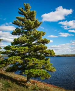 White Pine Live Tree (Pinus strobus) – Evergreen Plant – 8+ Inches Tall – Outdoor - Image 3
