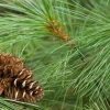 White Pine Live Tree (Pinus strobus) – Evergreen Plant – 8+ Inches Tall – Outdoor - Image 1