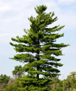 White Pine Tree Live Plant - Pinus strobus Seedling, 8+ Inches Tall, Outdoor - Image 2