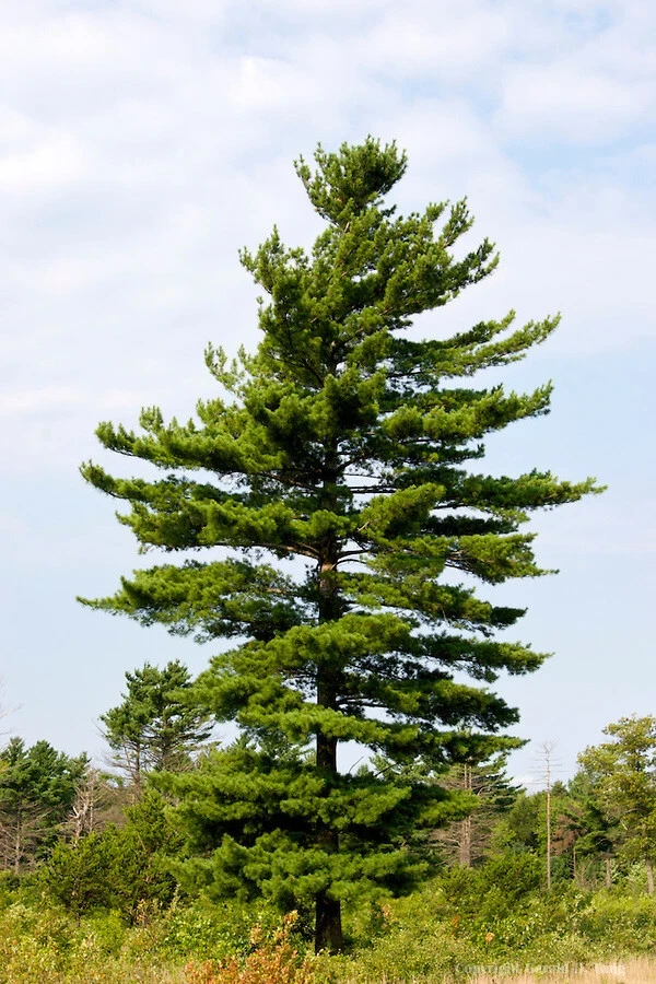 White Pine Tree Live Plant - Pinus strobus Seedling, 8+ Inches Tall, Outdoor - Image 2
