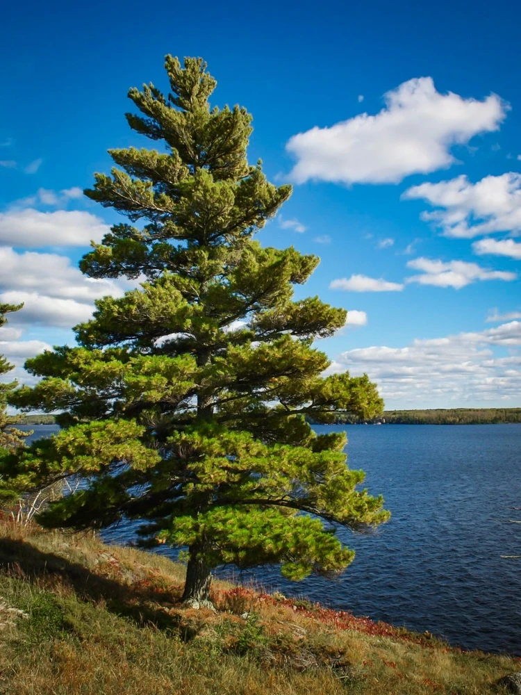 White Pine Tree Live Plant - Pinus strobus Seedling, 8+ Inches Tall, Outdoor - Image 3
