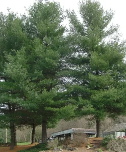 White Pine Tree Live Plant - Pinus strobus Seedling, 8+ Inches Tall, Outdoor - Image 4