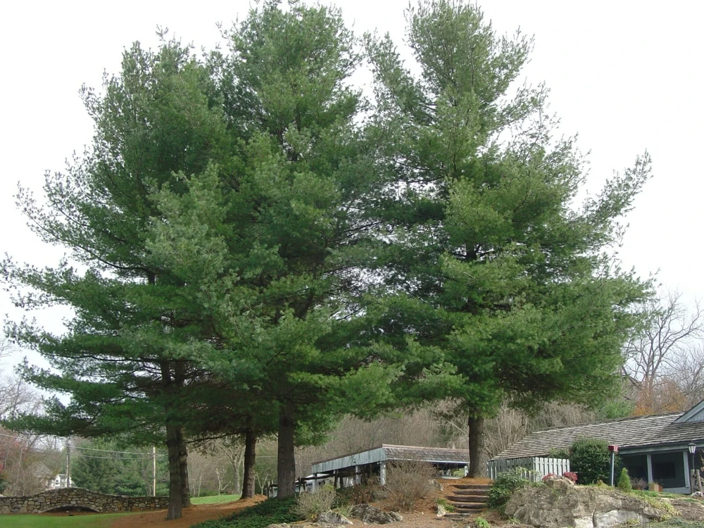 White Pine Tree Live Plant - Pinus strobus Seedling, 8+ Inches Tall, Outdoor - Image 4