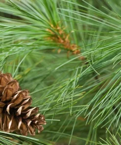 White Pine Tree Live Plant - Pinus strobus Seedling, 8+ Inches Tall, Outdoor - Image 1