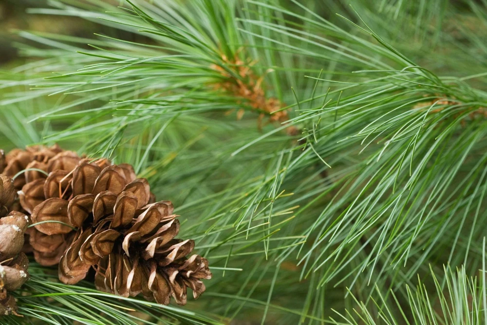 White Pine Tree Live Plant - Pinus strobus Seedling, 8+ Inches Tall, Outdoor - Image 1
