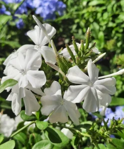 White Plumbago Live Plant – 2 Pack – 5-9 Inch Tall Starter – Plumbago Auriculata – Outdoor Shrub - Image 2