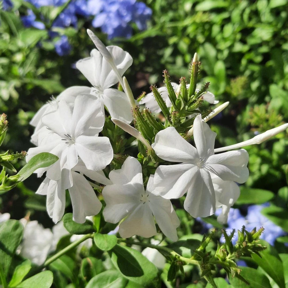 White Plumbago Live Plant – 2 Pack – 5-9 Inch Tall Starter – Plumbago Auriculata – Outdoor Shrub - Image 2