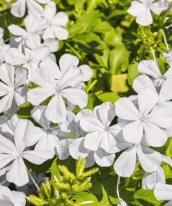White Plumbago Live Plant – 2 Pack – 5-9 Inch Tall Starter – Plumbago Auriculata – Outdoor Shrub - Image 3