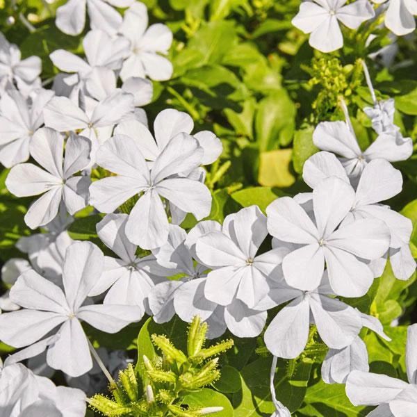 White Plumbago Live Plant – 2 Pack – 5-9 Inch Tall Starter – Plumbago Auriculata – Outdoor Shrub - Image 3