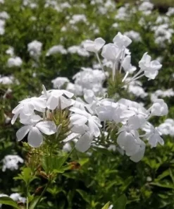 White Plumbago Live Plant – 2 Pack – 5-9 Inch Tall Starter – Plumbago Auriculata – Outdoor Shrub - Image 4