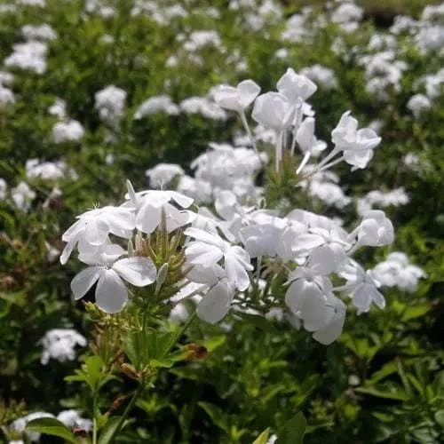 White Plumbago Live Plant – 2 Pack – 5-9 Inch Tall Starter – Plumbago Auriculata – Outdoor Shrub - Image 4