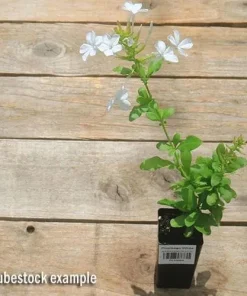 White Plumbago Live Plant – 2 Pack – 5-9 Inch Tall Starter – Plumbago Auriculata – Outdoor Shrub - Image 5