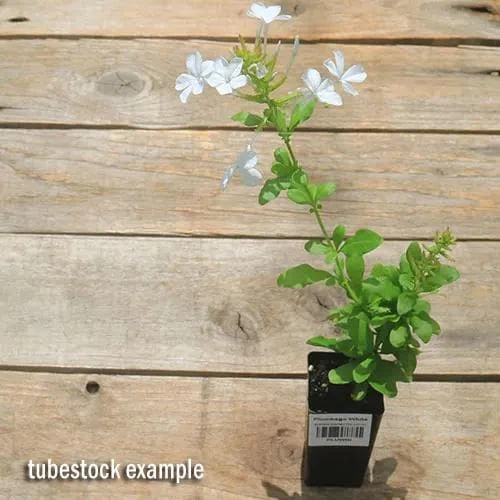 White Plumbago Live Plant – 2 Pack – 5-9 Inch Tall Starter – Plumbago Auriculata – Outdoor Shrub - Image 5