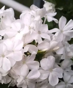 White Plumbago Live Plant – 2 Pack – 5-9 Inch Tall Starter – Plumbago Auriculata – Outdoor Shrub - Image 6