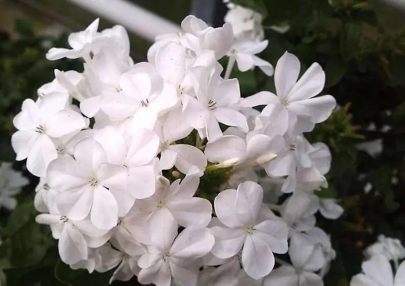 White Plumbago Live Plant – 2 Pack – 5-9 Inch Tall Starter – Plumbago Auriculata – Outdoor Shrub - Image 6