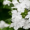 White Plumbago Live Plant – 2 Pack – 5-9 Inch Tall Starter – Plumbago Auriculata – Outdoor Shrub - Image 1