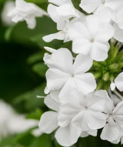 White Plumbago Live Plant – 2 Pack – 5-9 Inch Tall Starter – Plumbago Auriculata – Outdoor Shrub - Image 1
