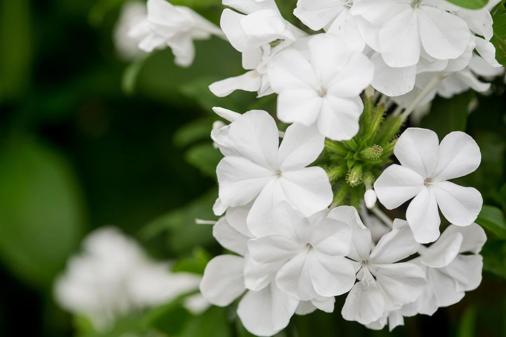 White Plumbago Live Plant – 2 Pack – 5-9 Inch Tall Starter – Plumbago Auriculata – Outdoor Shrub - Image 1