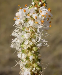 White Prairie Clover Seeds - Dalea Candida Flower Seeds - 1000 Count - Image 2