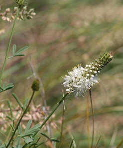 White Prairie Clover Seeds - Dalea Candida Flower Seeds - 1000 Count - Image 6